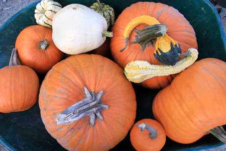 A wheel barrow full of a variety of pumpkinsの写真素材