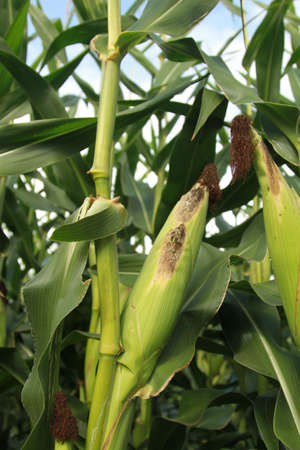 Corn stalk with blue sky background up closeの写真素材