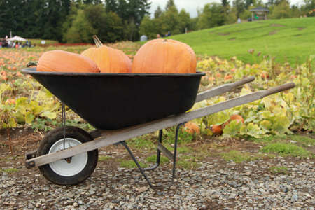 Three pukmpkins in a wheelbarrow on a pumpkin farm.の写真素材
