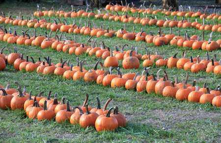 A bunch of lines of pumpkins in a field.の写真素材