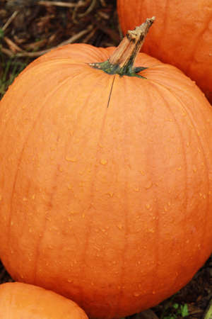One pumpkin with water drops on itの写真素材