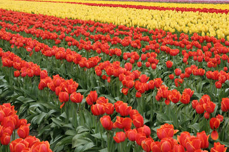 Blooming red and yellow tulips in a field.の写真素材