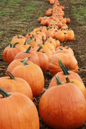 LIne of pumpkins at a pumpkin patch farm in Washington State.の写真素材