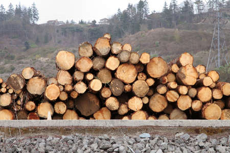 Stack of logs in a pile on the ground.の写真素材
