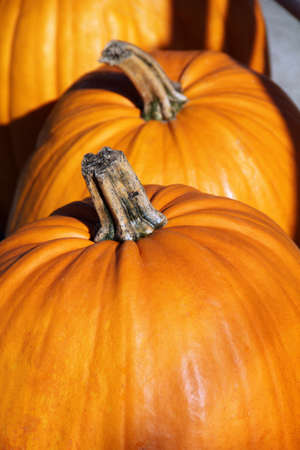 Big orange pumpkins at the pumpkin farm.の写真素材