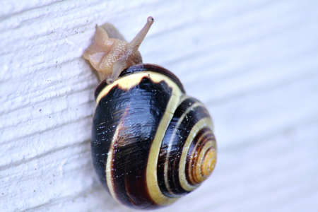 Close up of a snail climbing a wall outsideの写真素材