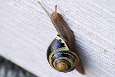Close up of a snail climbing a wall outsideの写真素材