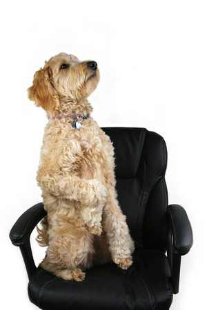 A goldendoodle dog sitting up on a black office chair with a white background.の写真素材