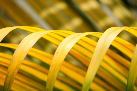 Palm leavesの写真素材