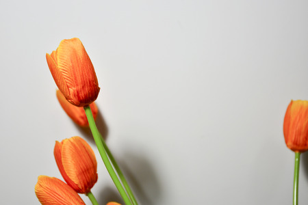 Artificial tulipの写真素材