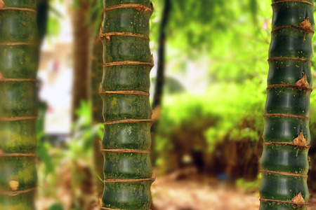 bambooの写真素材
