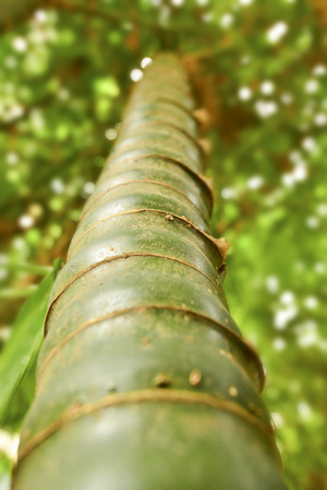 bambooの写真素材