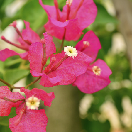Close up of flowers
