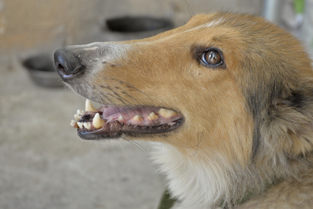 Dog fur, pets, portraits, profileの写真素材