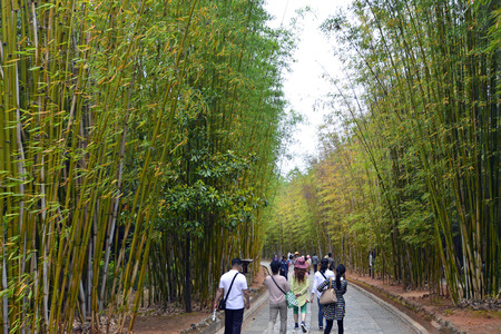 tourist walking in the bamboo forestのeditorial素材