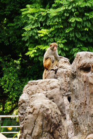 A monkey sitting on a big rock