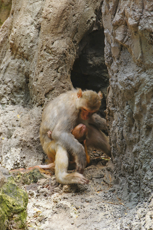 Animals, apes, Asian, Brown, curious to see, look atの写真素材