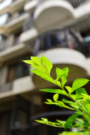 Close up to green plant with building as backgroundの写真素材
