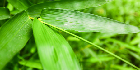 bamboo leavesの写真素材