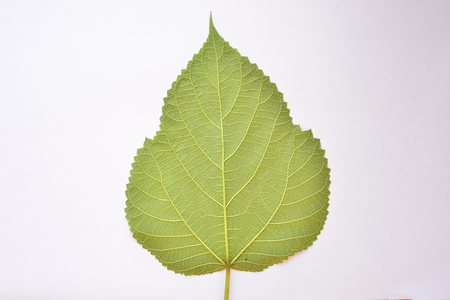 Close up to the texture of a leaf isolated on white backgroundの写真素材
