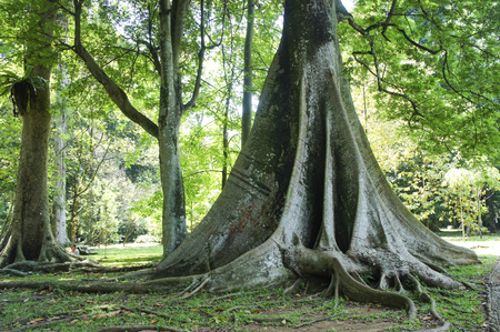 old treeの写真素材