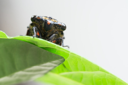 Cicadas close-up on a leaf