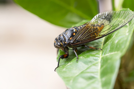 Cicadas close-up on a leaf