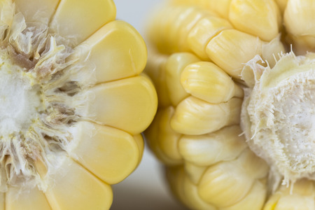 cornの写真素材