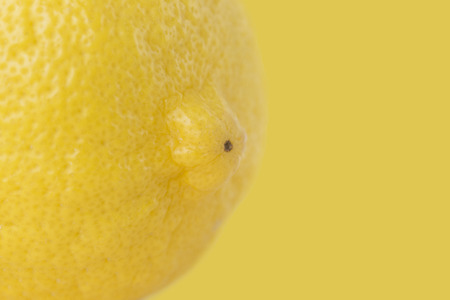 lemonの写真素材