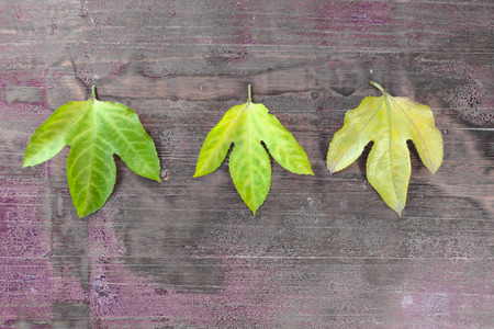 The leaves were placed on the old board