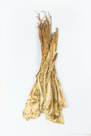 Angelica  sinensis on the white backgroundの写真素材