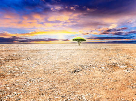 Sun shines on a tree on the dirt ground at sunset.の写真素材