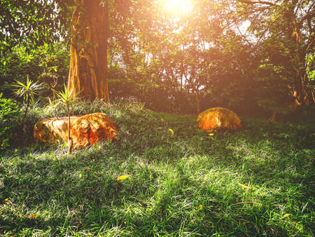 The early morning sun fell on the grass in the woods.の写真素材