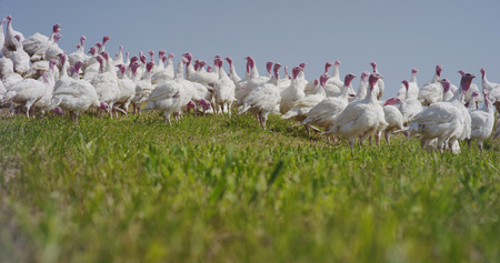 Close up of a brown hens live in the countrysideの写真素材