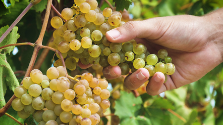 Man farmer in September for the harvest. biological id concept, organic food and fine handmade wine