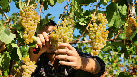 Man farmer in September for the harvest. biological id concept, organic food and fine handmade wine