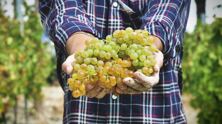 Man in September for harvest harvest. bio concept, organic food, nature and fine handmade wineの写真素材