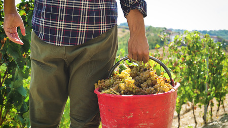 Man farmer in September for the harvest. biological id concept, organic food and fine handmade wineの写真素材