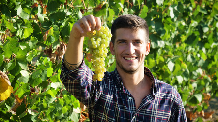Man in September for harvest harvest. bio concept, organic food, nature and fine handmade wine