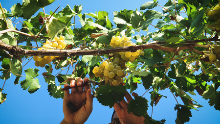 Man farmer in September for the harvest. biological id concept, organic food and fine handmade wine