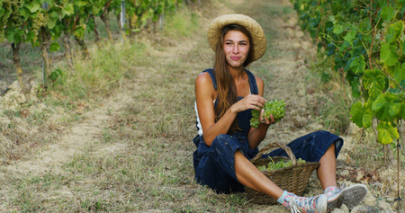 The young woman tries a ted grape harvest by herself during harvesting in vineyards, collects the selected grape. biological id concept, organic food and fine handmade wineの写真素材