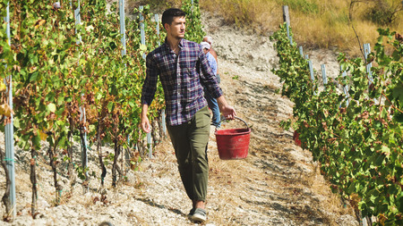 Man farmer in September for the harvest. biological id concept, organic food and fine handmade wineの写真素材