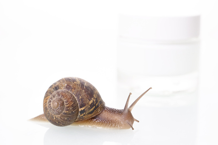 lose up, snail, crawling on a white background. Concept of: Moisturizing cream, perfect skin, snail snack.の写真素材
