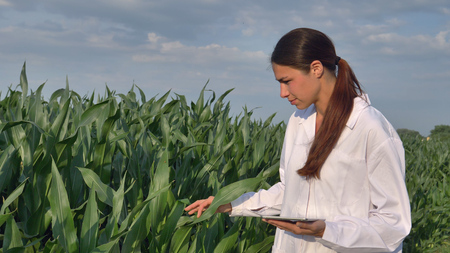 A plant specialist, examines the corn fields, a white coat makes a test analysis in a tablet, a background of greenery Concept ecology, bio product, inspection, water, natural products professionalの写真素材