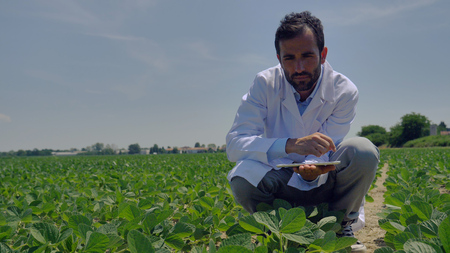 A plant specialist, checking the field soy, in a white coat makes a test analysis in a tablet, a...