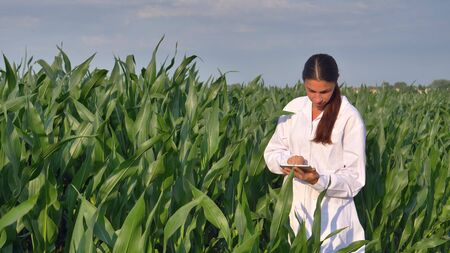 A plant specialist, examines the corn fields, a white coat makes a test analysis in a tablet, a background of greenery Concept ecology, bio product, inspection, water, natural products professionalの写真素材