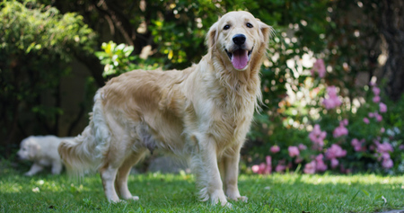 Portrait of a beautiful Golden Retriever dog with a pedigree and a good coat just brushed .. The dog...