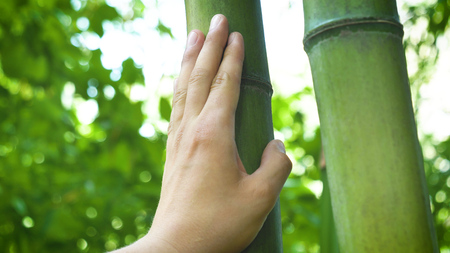 On a sunny day, bamboo tree, bamboo human hand touches, long branches, green leaves. Concept: a perennial plant, trees, save the planet, living plants, the roots of life, energy, chakras.の写真素材