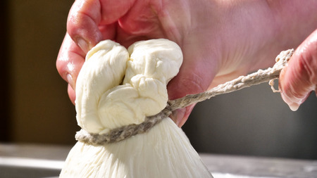 A homemade cheese producer, produces handmade mozzarella with fresh milk. Concept of: tradition, italy, mozzarella.の写真素材