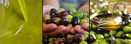 Collage of Italian oil and olives, concept of organic food and genuine food. Italian olive groves and tradition and passion for ancient work.の写真素材